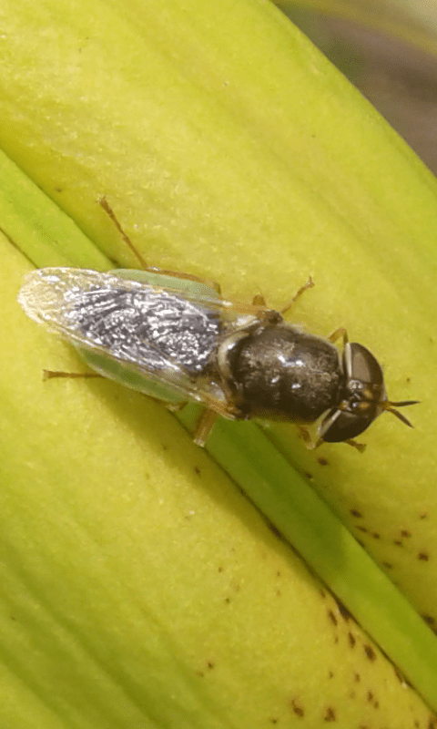 Odontomyia sp. (Stratiomyidae)?  S